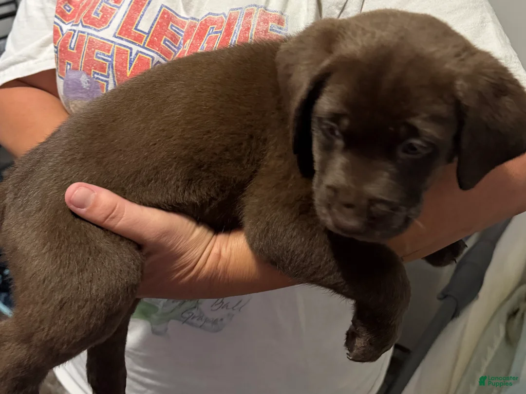 Labrador Retriever dogs for sale: Lab Puppy 5 - Pink Collar - Ad 2