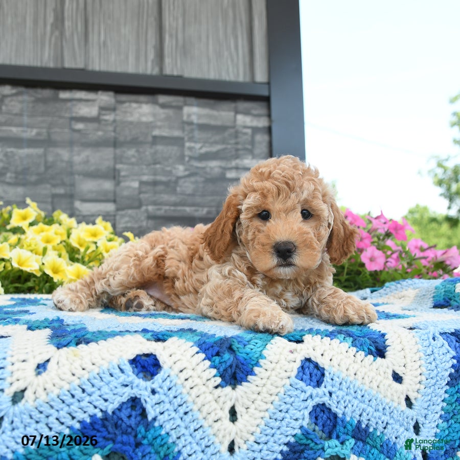 Mini Goldendoodle dogs Goldilocks  - Ad 2