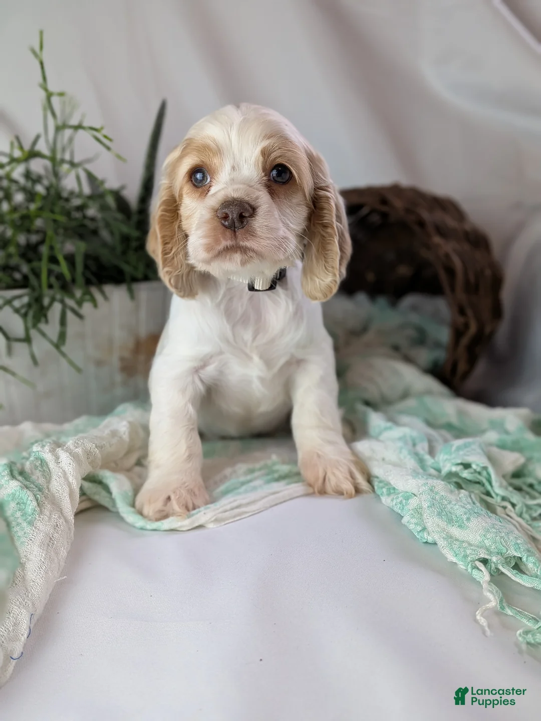 Cocker Spaniel dogs for sale: Zane - Ad 5