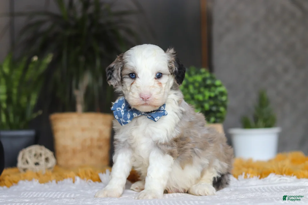Sheepadoodle dogs for sale: Eggbert - Ad 2