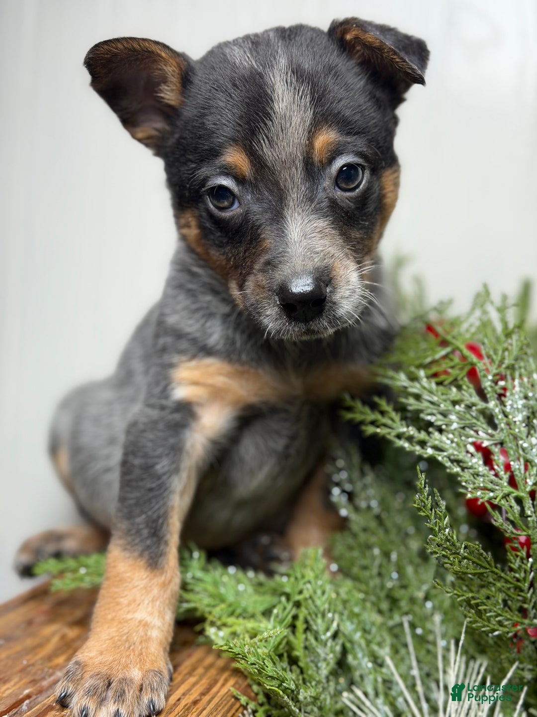 Australian Cattle Dog dogs for sale: Australian Cattle Dog Puppy 2 - Ad 4