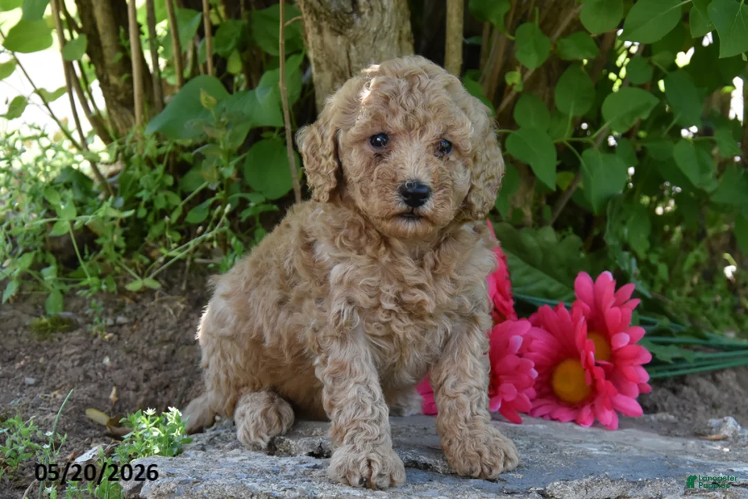 Miniature Poodle dogs for sale: Joy - Ad 2