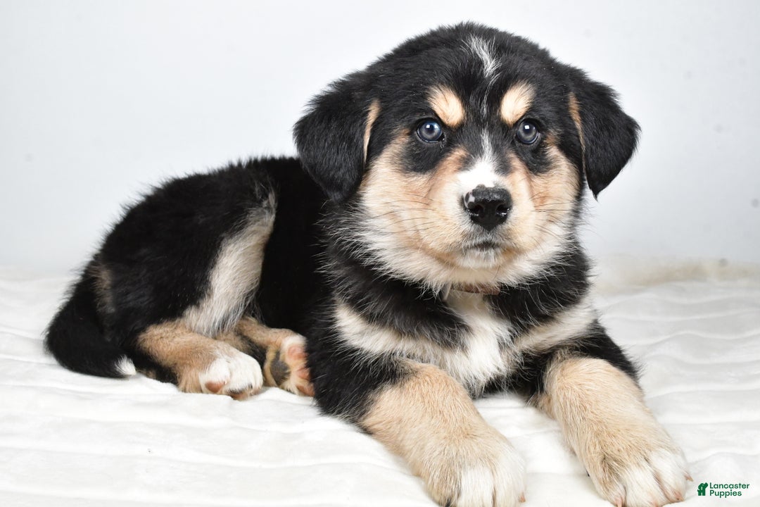 Mixed Breed dogs for sale: Cash - Ad 2