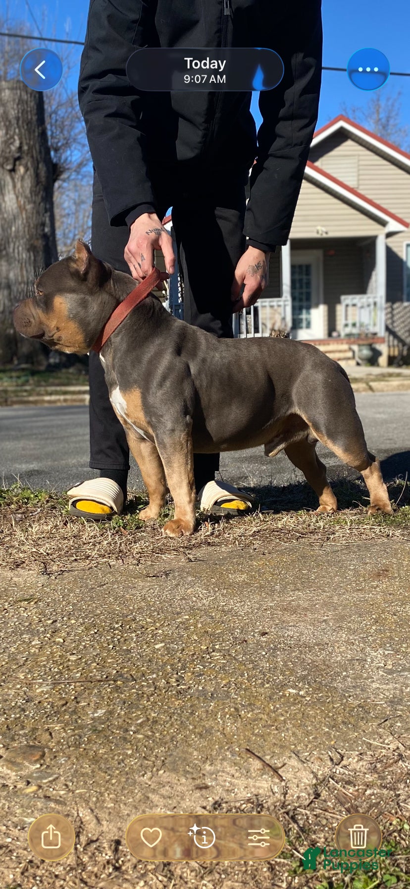 American Bully dogs American Bully Stud  - Ad 7