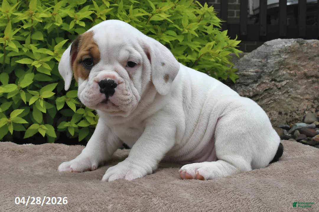 Beabull dogs for sale: Maggie - Ad 5