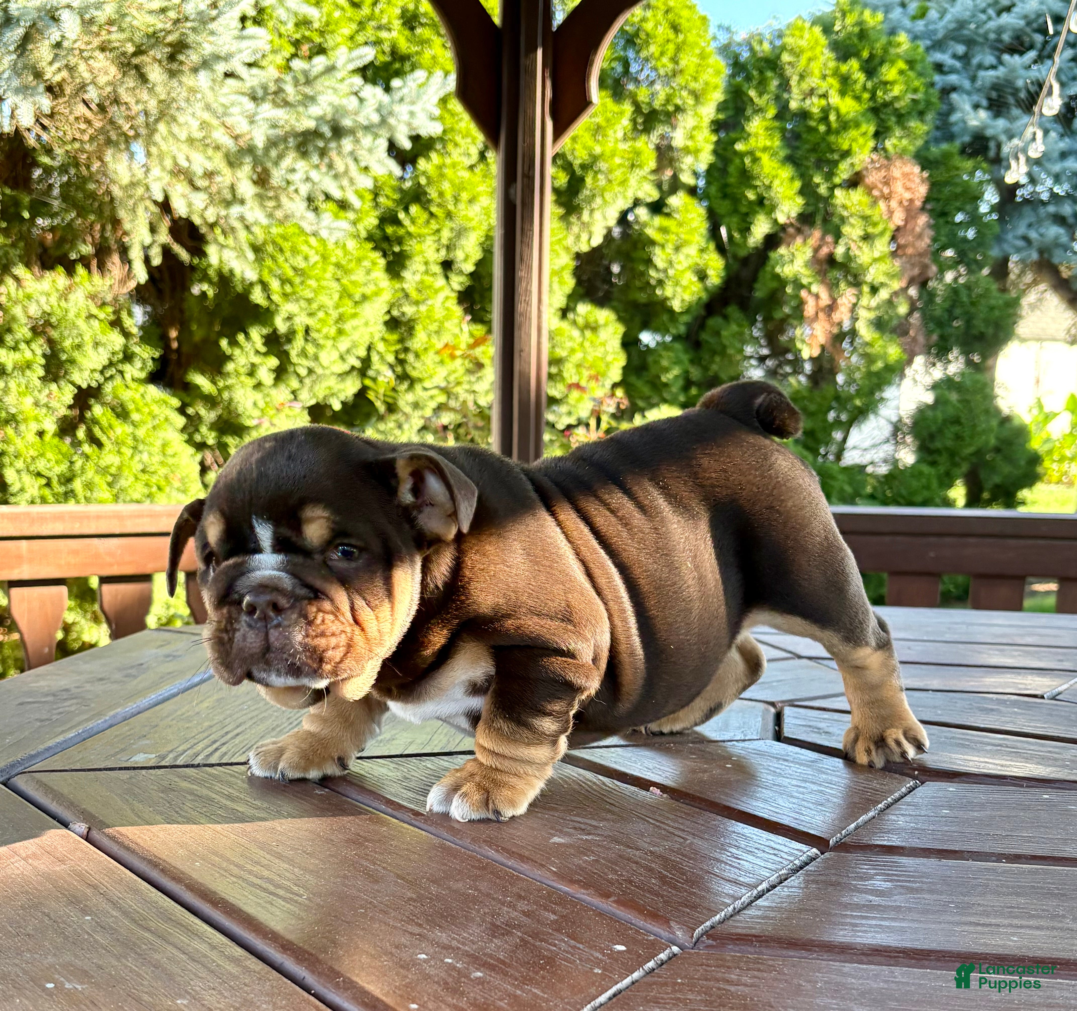 English Bulldog dogs Rolo - Ad 2