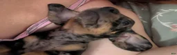 Dachshund dogs for sale: Dasher - Ad 5