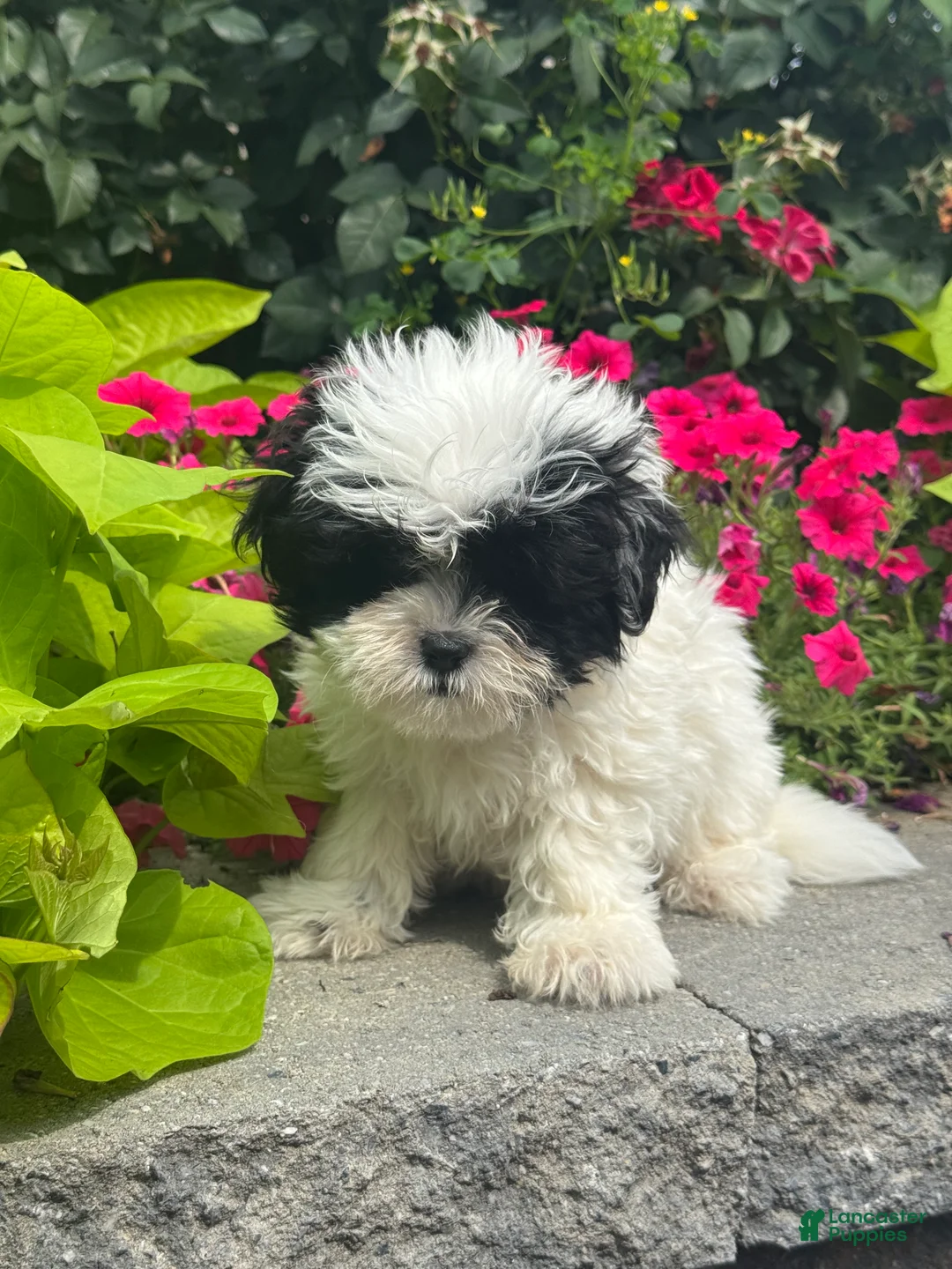 Shihpoo dogs for sale: Xander - Ad 2