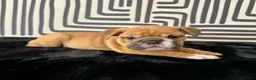 English Bulldog dogs for sale: Nugget - Ad 5