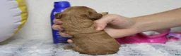 Cockapoo dogs for sale: Katie - Ad 3