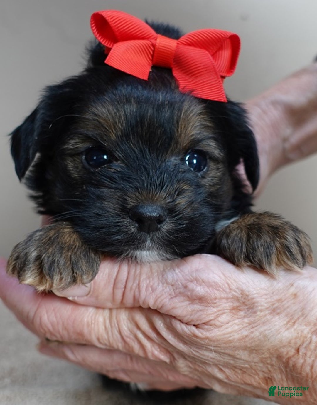 Yorkshire Terrier dogs for sale: Kismet black face - Ad 10