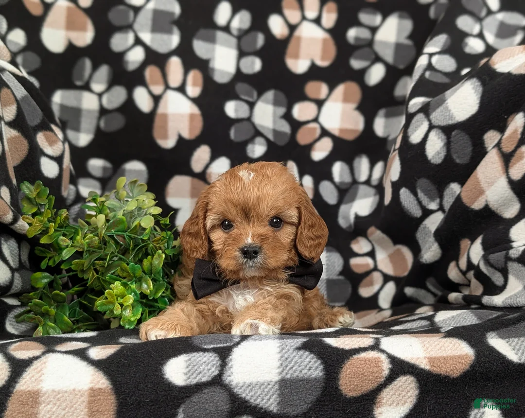 Cavapoo dogs for sale: Ellison - Ad 5