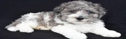 Miniature Poodle dogs for sale: Percy - Ad 5