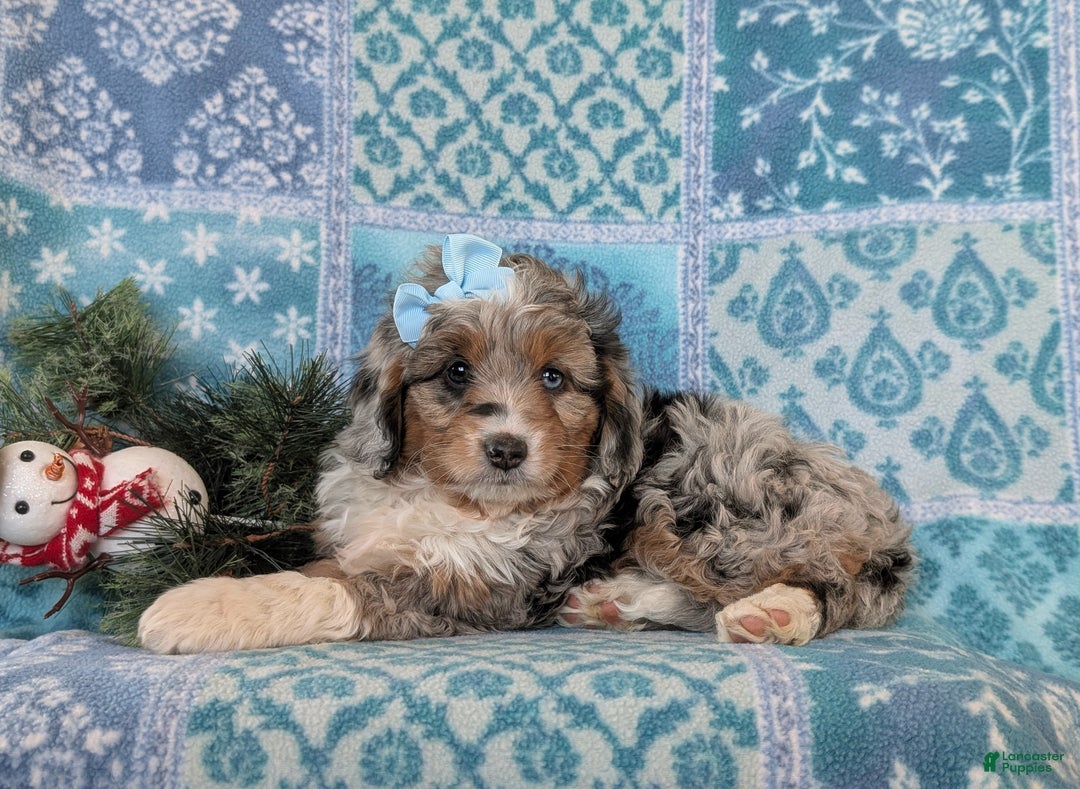 Mixed Breed dogs for sale: Brielle - Ad 6
