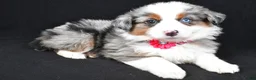 Miniature Australian Shepherd dogs for sale: Lola - Ad 1
