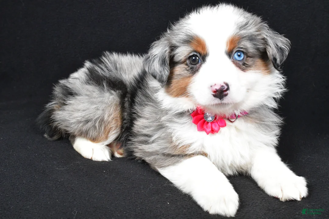 Miniature Australian Shepherd dogs for sale: Lola - Ad 1