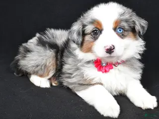 Miniature Australian Shepherd dogs Lola - Ad 20