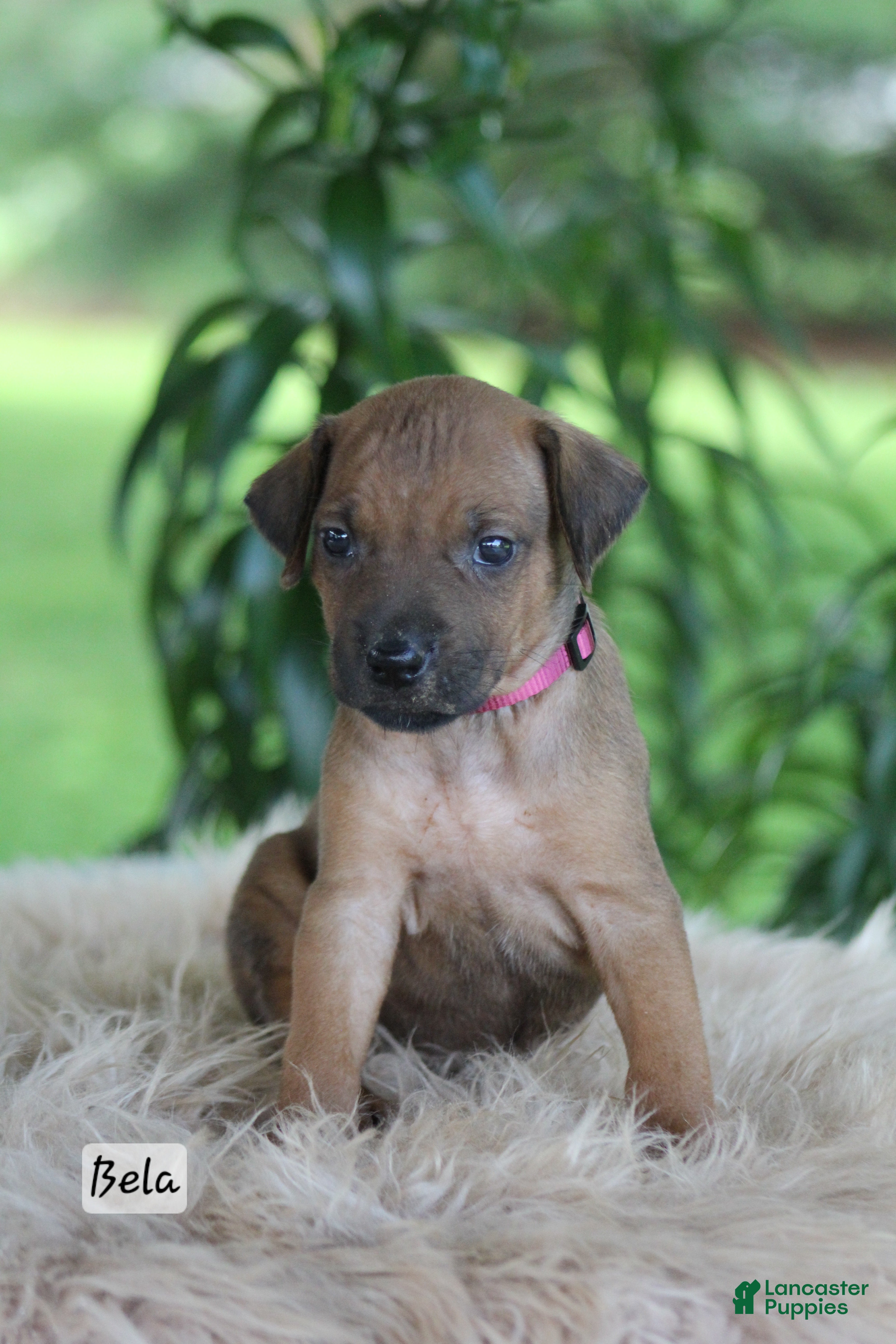 Rhodesian Ridgeback dogs Bela - Ad 2