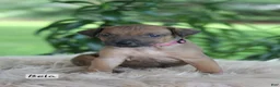 Rhodesian Ridgeback dogs for sale: Bela - Ad 2