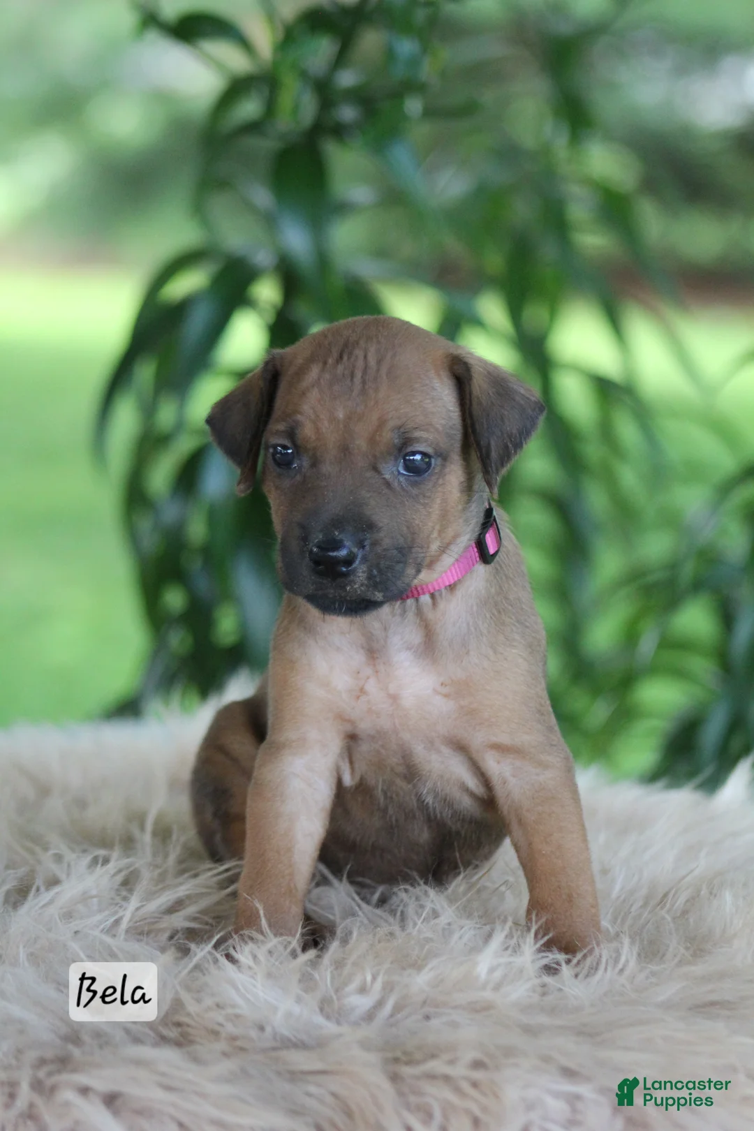 Rhodesian Ridgeback dogs for sale: Bela - Ad 2