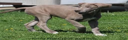 Great Dane dogs for sale: Great Dane 2 - Ad 2