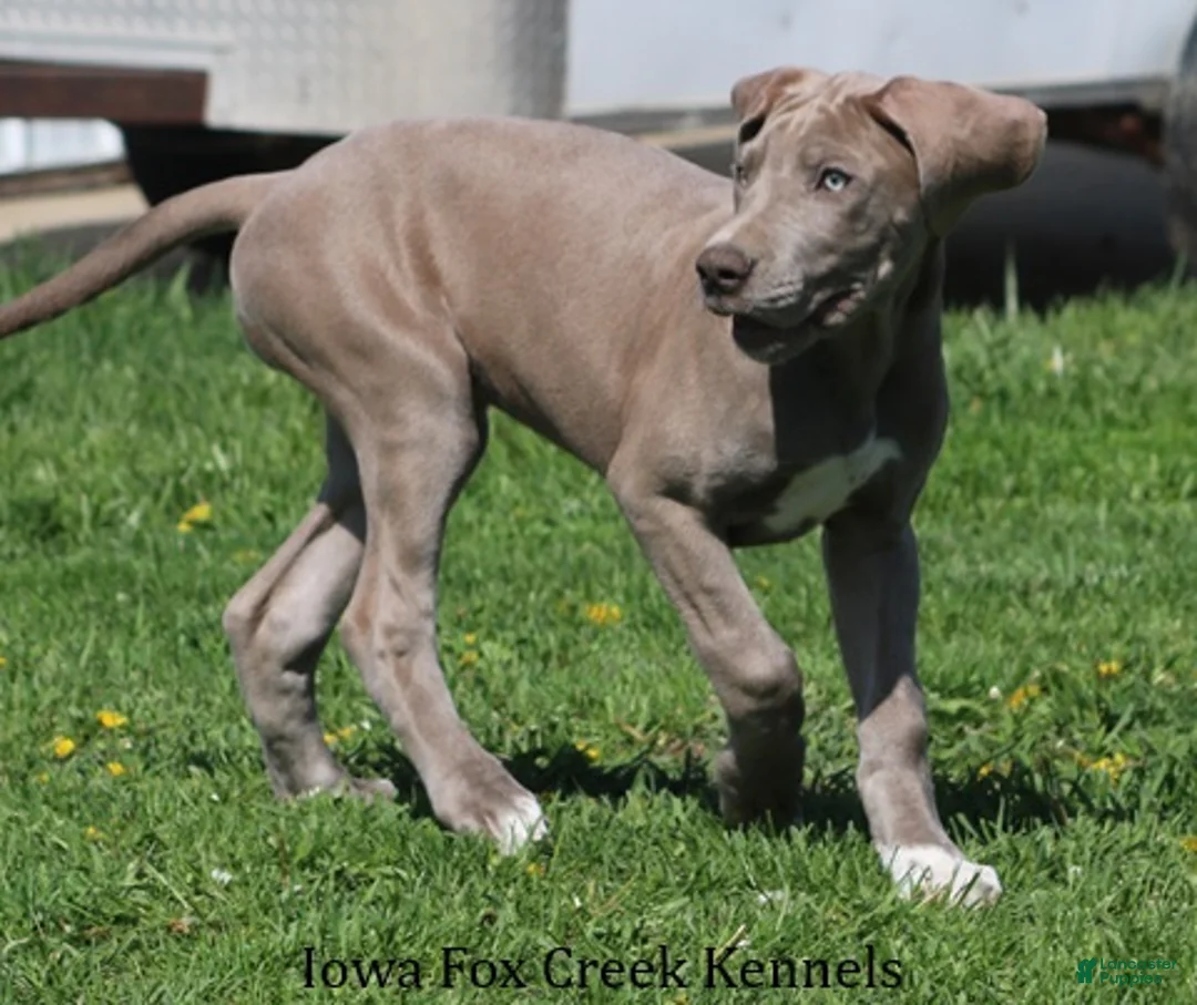 Great Dane dogs for sale: Great Dane 2 - Ad 2