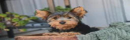 Yorkshire Terrier dogs for sale: Teddy - Ad 6