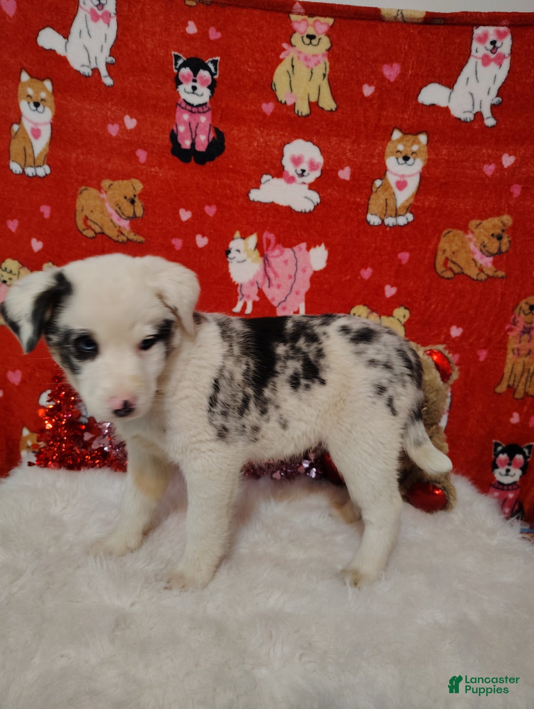 Mixed Breed dogs for sale: Wyatt - Ad 2
