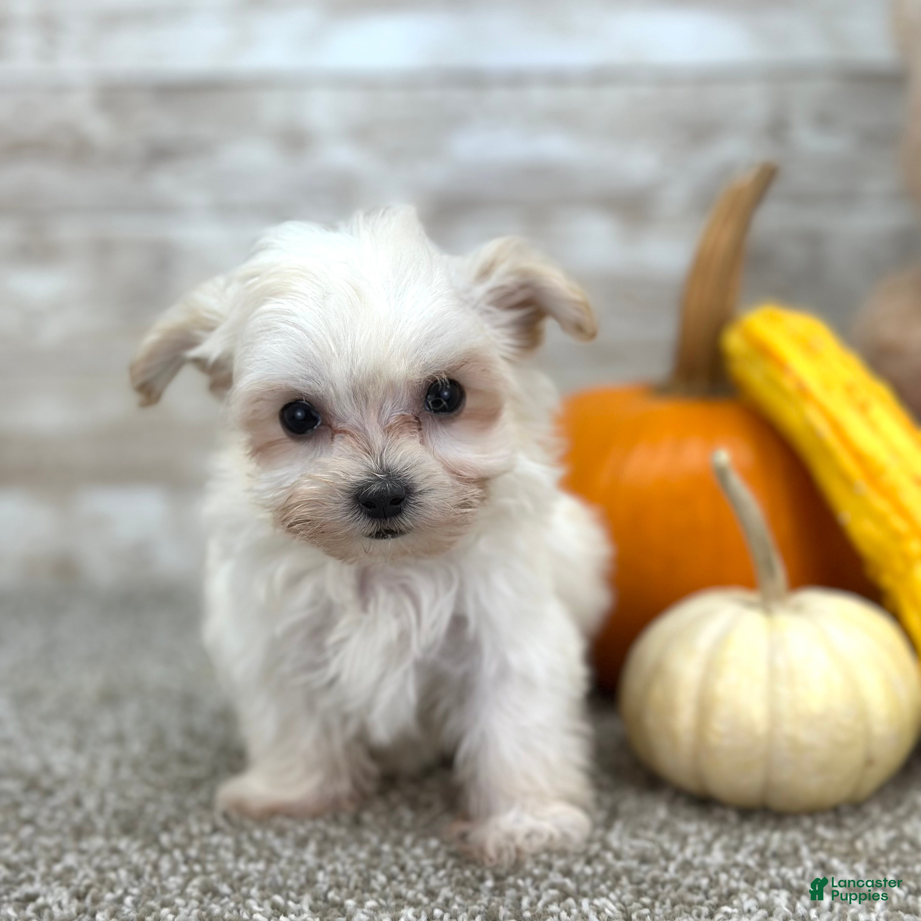 Maltipoo dogs Girl Maisie - 0211 - Ad 40