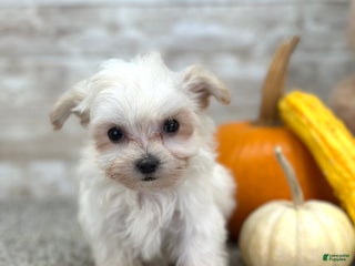 Maltipoo dogs Maisie - Ad 20
