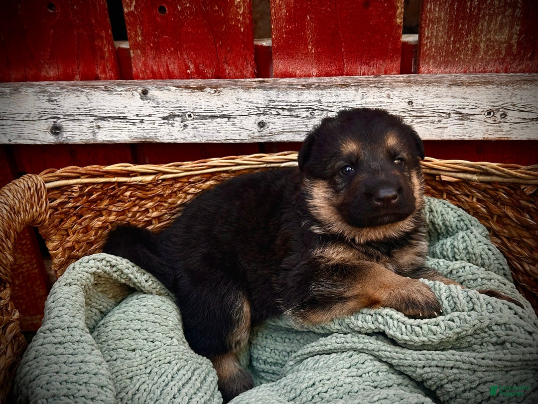 German Shepherd dogs for sale: Shadow (AKA) Snickers - Ad 4