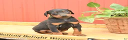 Doberman Pinscher dogs for sale: Williams - Ad 2