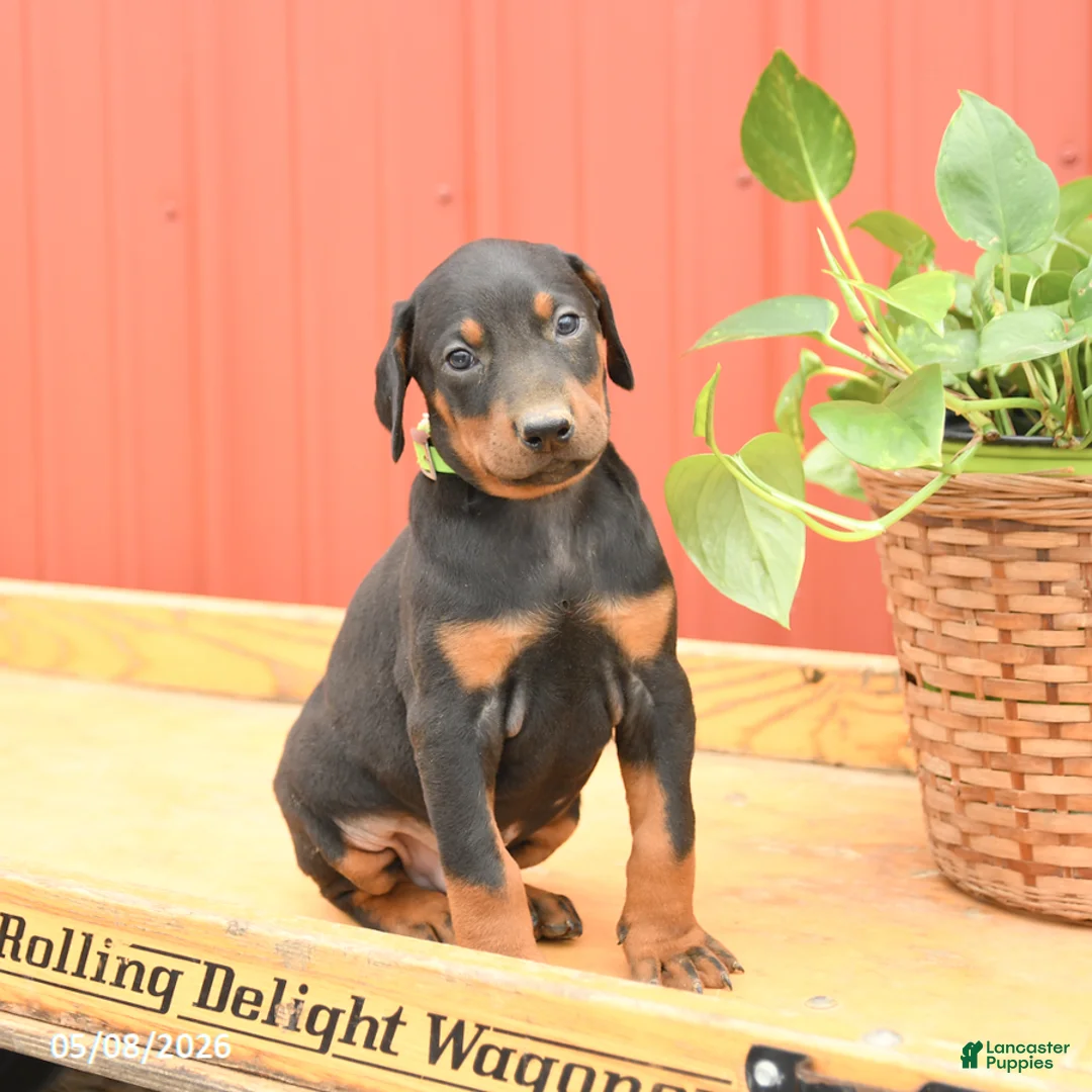 Doberman Pinscher dogs for sale: Williams - Ad 2