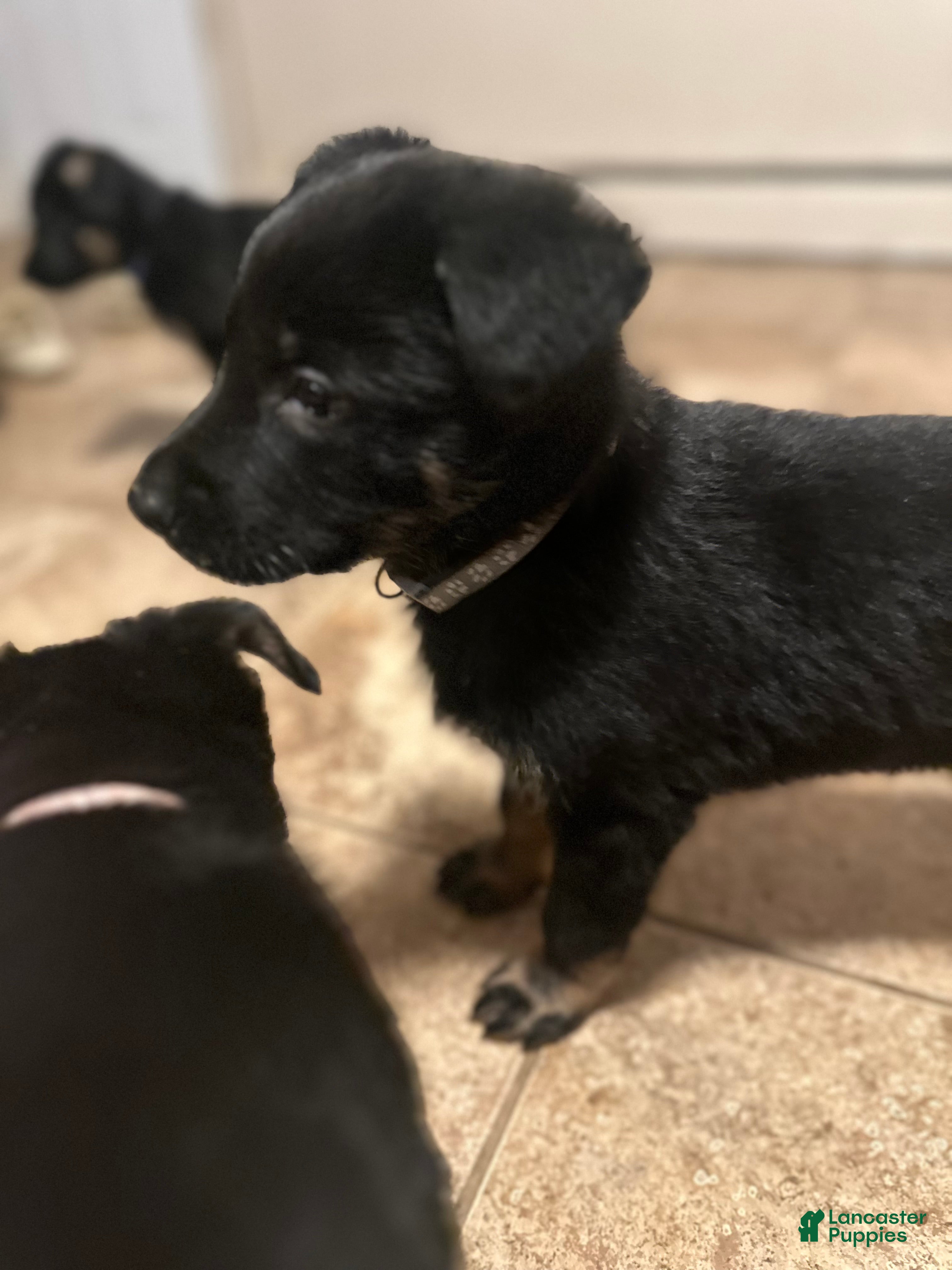 German Shepherd dogs Gonzo - Ad 31