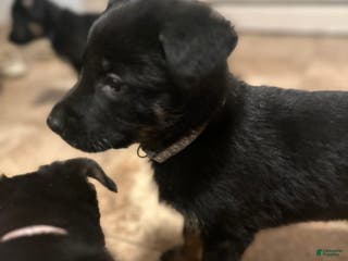 German Shepherd dogs Gonzo - Ad 31