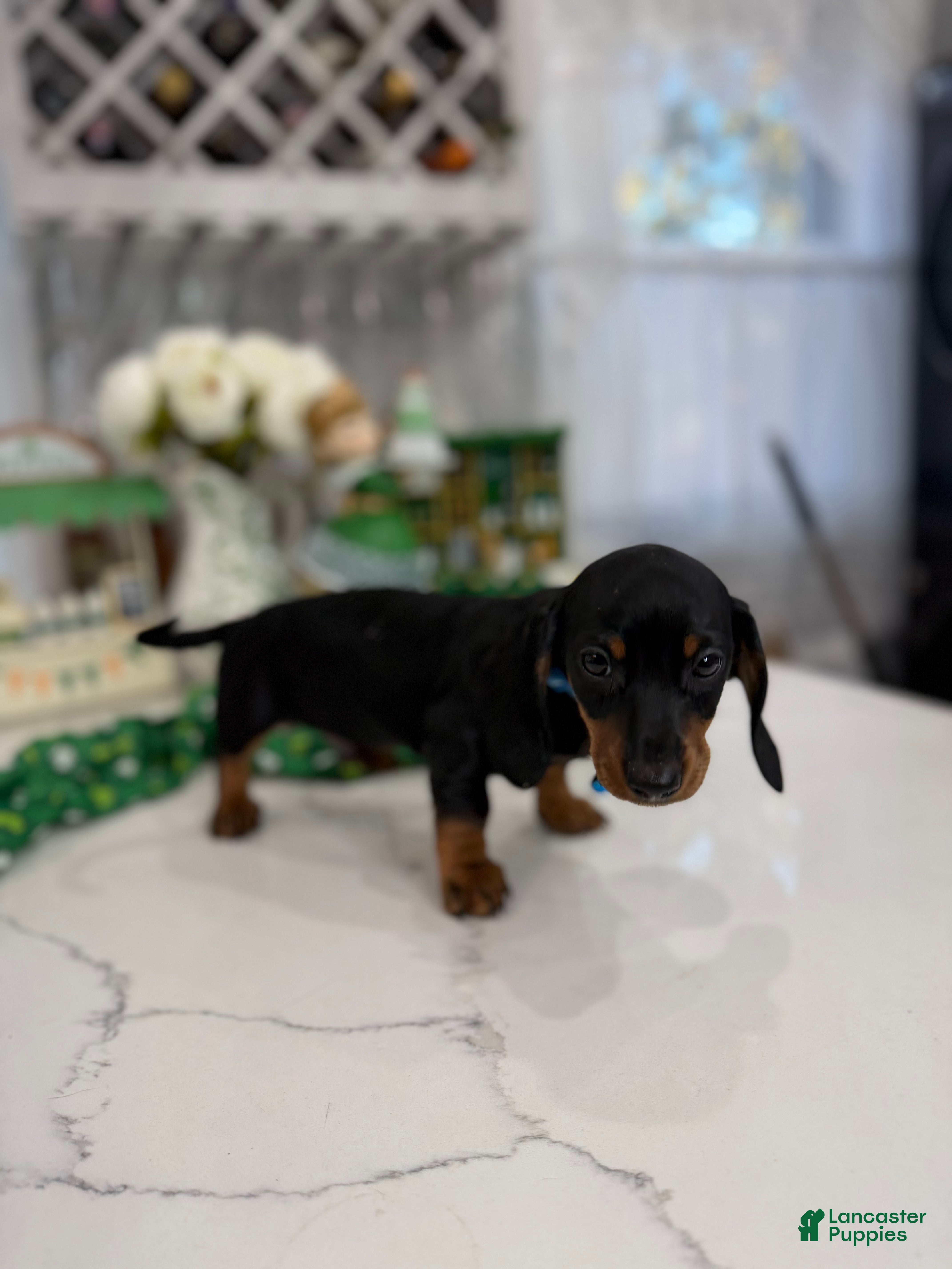 Miniature Dachshund dogs Jon - Ad 7