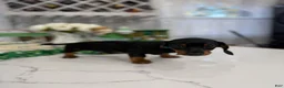 Miniature Dachshund dogs for sale: Jon - Ad 1
