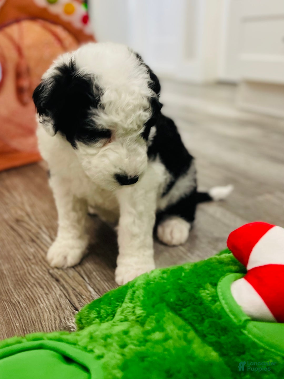 Sheepadoodle dogs for sale: Sheepadoodle Puppy 2 - Ad 4