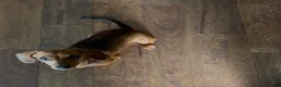 Miniature Dachshund dogs for sale: Geralt (like Gary, Gare+ ult) - Ad 4