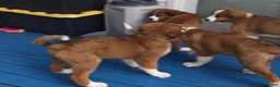 Mixed Breed dogs for sale: Marley - Ad 50