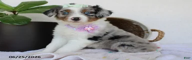 Princess
