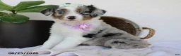 Miniature Australian Shepherd dogs for sale: Princess - Ad 1