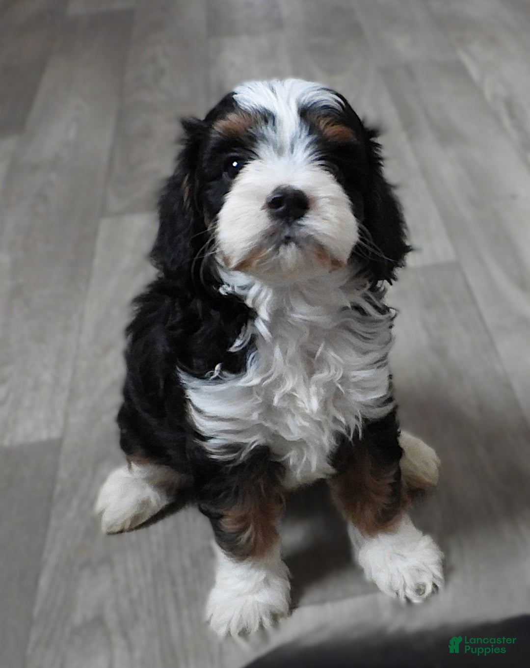 Cavapoo dogs for sale: Cavapoo Black/Tri Male #5 (Autumn's) - Ad 1