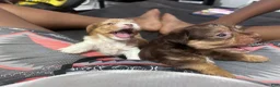 Mixed Breed dogs for sale: Bam Bam - Ad 2