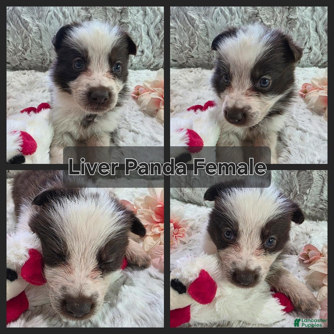 German Shepherd dogs AKC Liver Panda Female - Ad 1