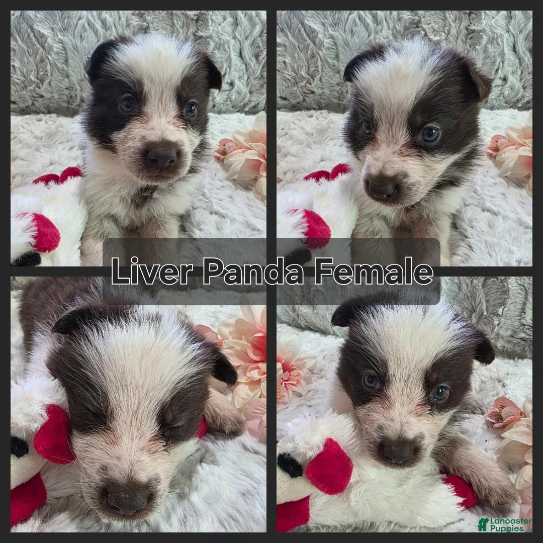 German Shepherd dogs for sale: AKC Liver Panda Female - Ad 1