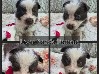 German Shepherd dogs for sale: AKC Liver Panda Female - Ad 3