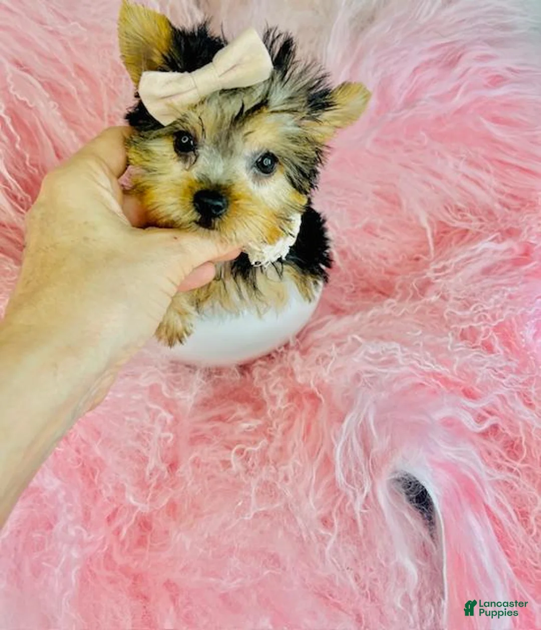 Yorkshire Terrier dogs for sale: Yorkshire Terrier Puppy 1 - Ad 3