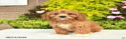 Cavapoo dogs for sale: Ike - Ad 3