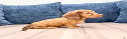 Miniature Dachshund dogs for sale: Felicia - Ad 3